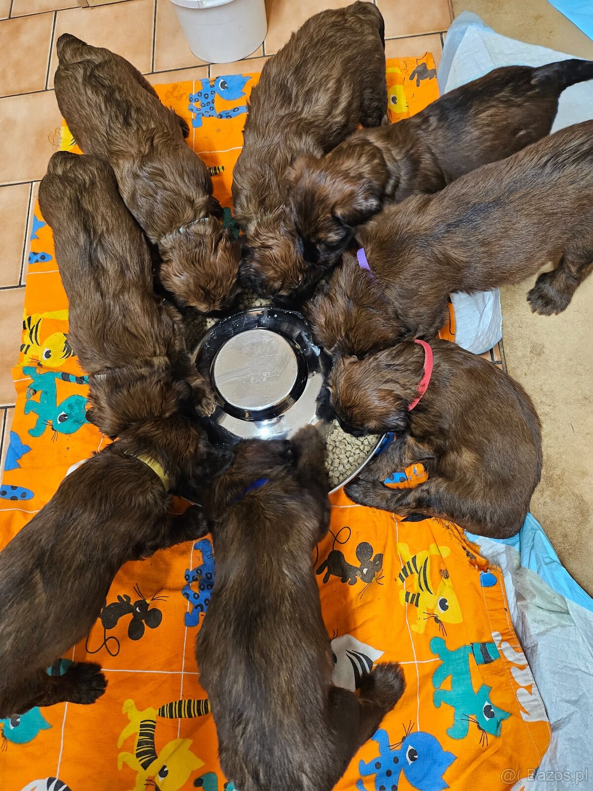 Briard plavý - šteniatka