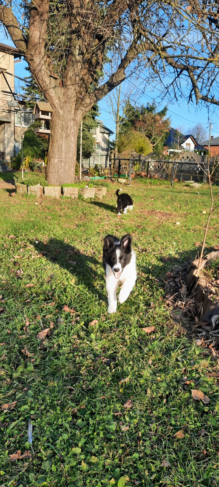 Szczeniaki Border Collie