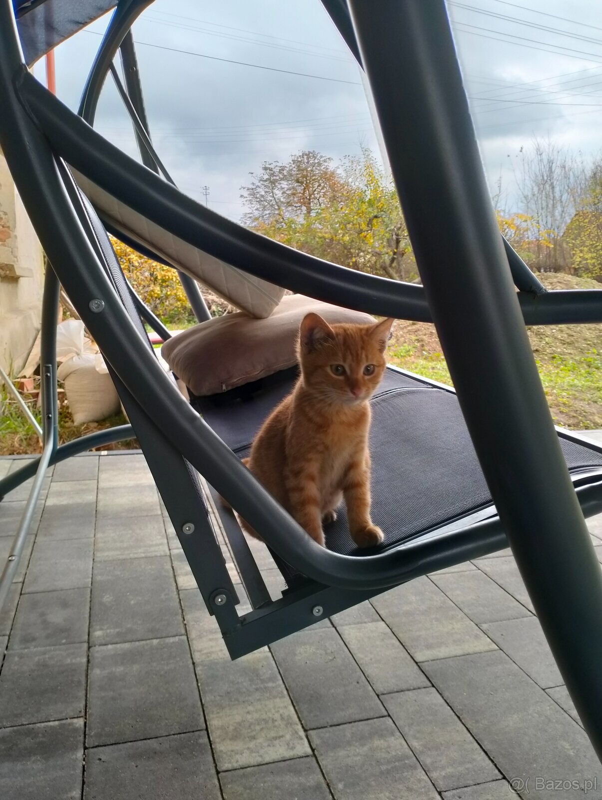 Oddam w dobre ręce 3 półroczne koty, jeden kocorek i 2 kotki