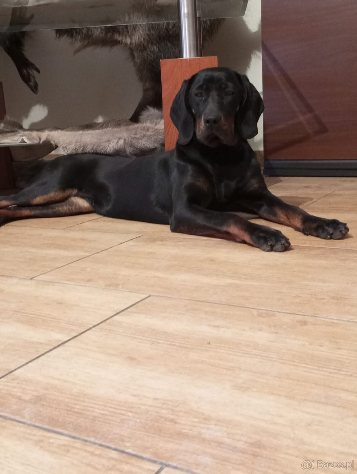 Gończy Polski  suka