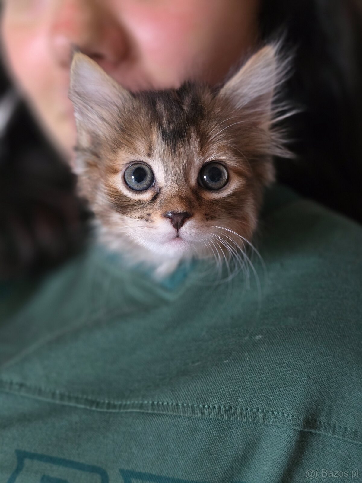 Kocięta bez ogonów Kurylski Bobtail