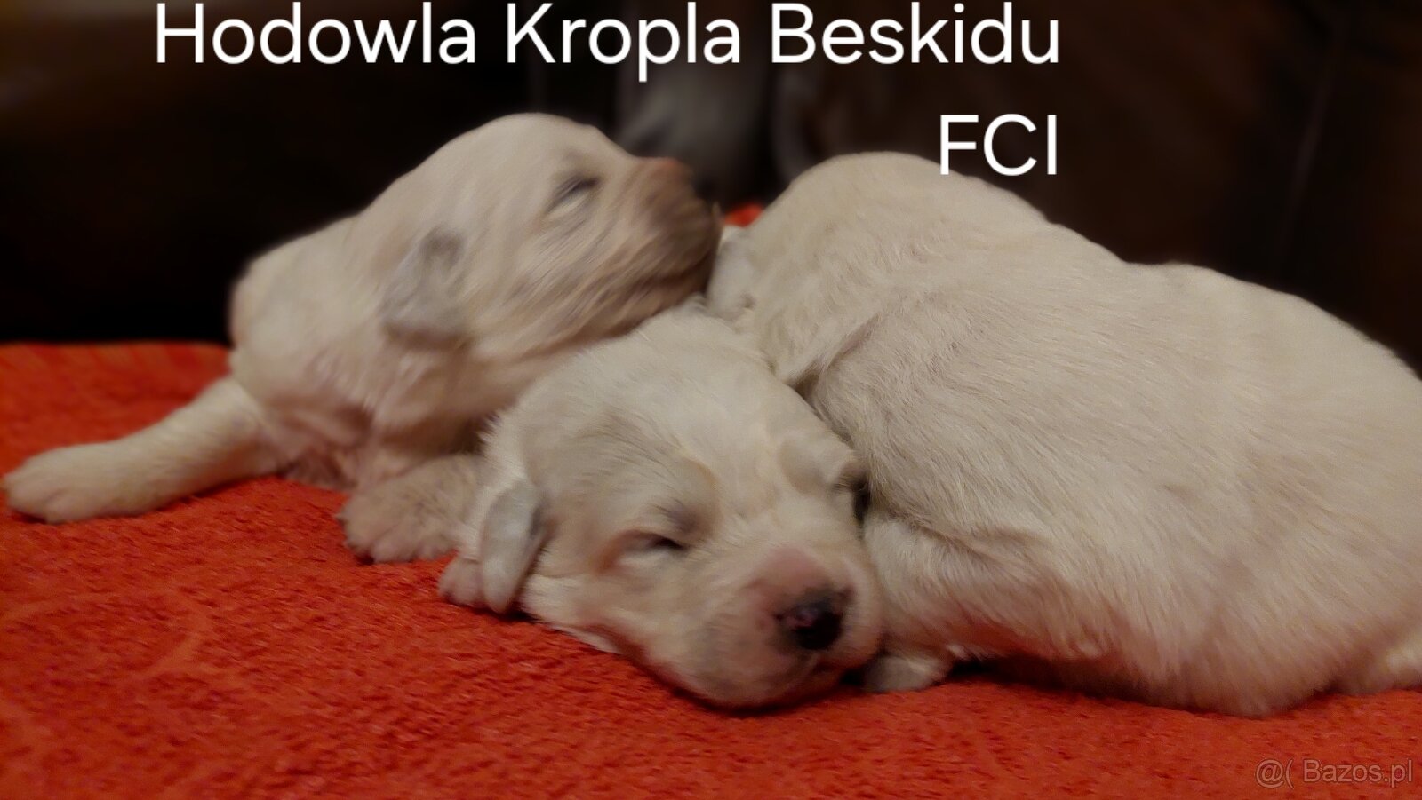Polski Owczarek Podhalański FCI