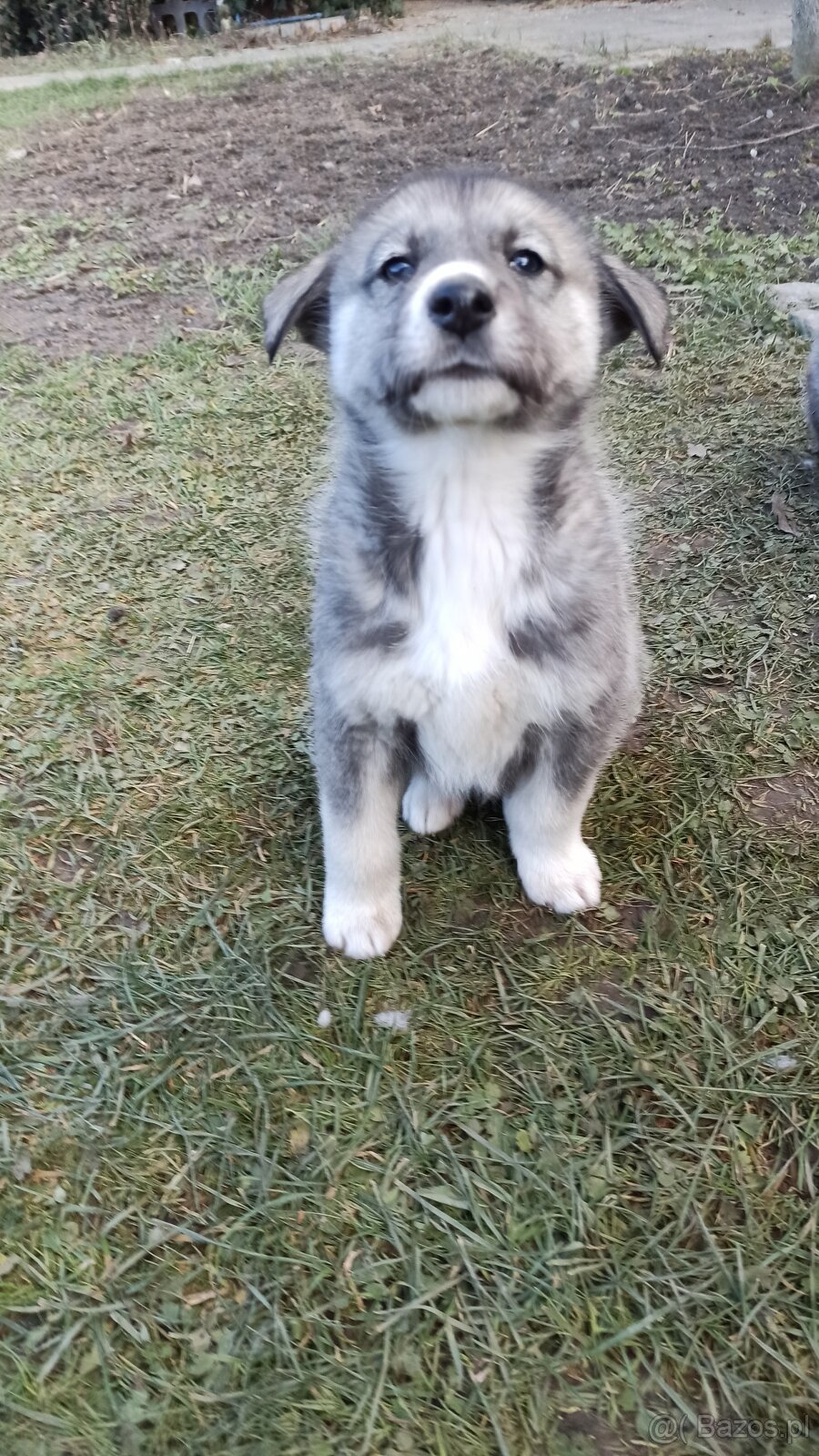 Łajka zachodniosyberyjska