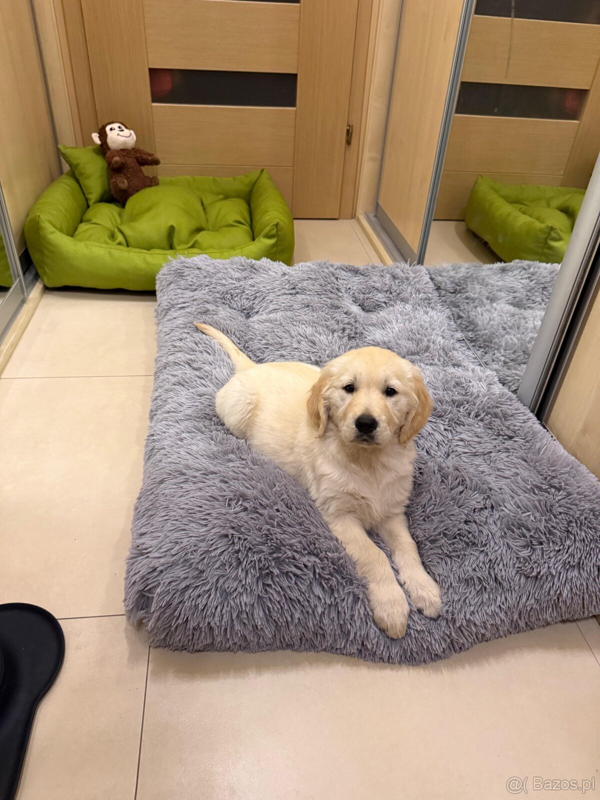 GOLDEN RETRIEVER szczeniak, bogata wyprawka