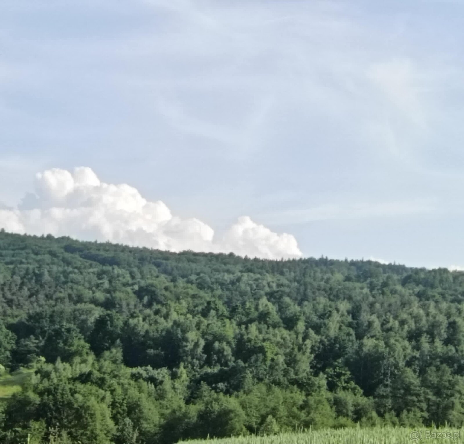 Działki leśne w Lipnicy Dolnej - 6 hektarów