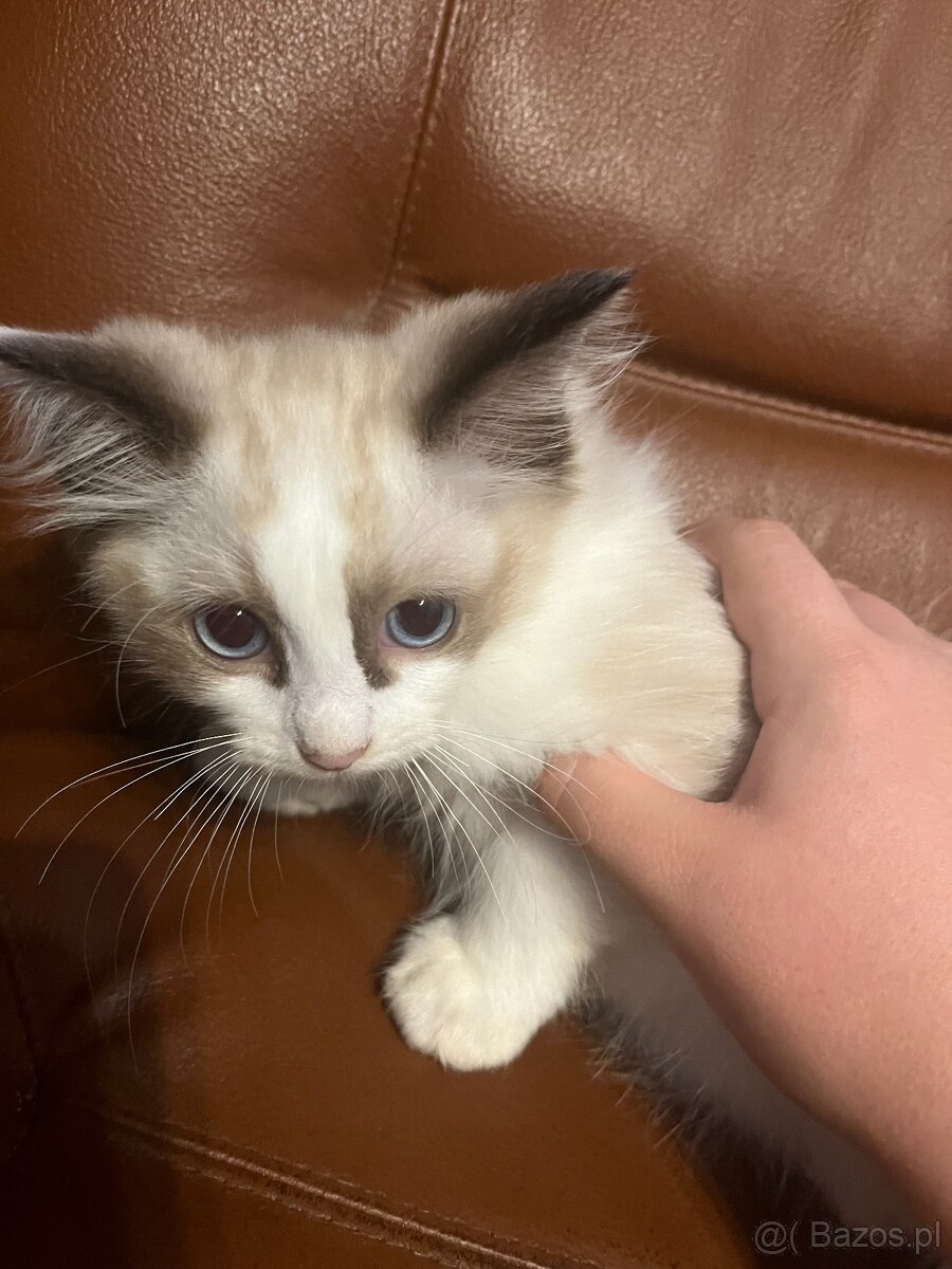 OKAZJA-cudowny kotek o umaszczeniu seal bicolour rasy RAGDOL