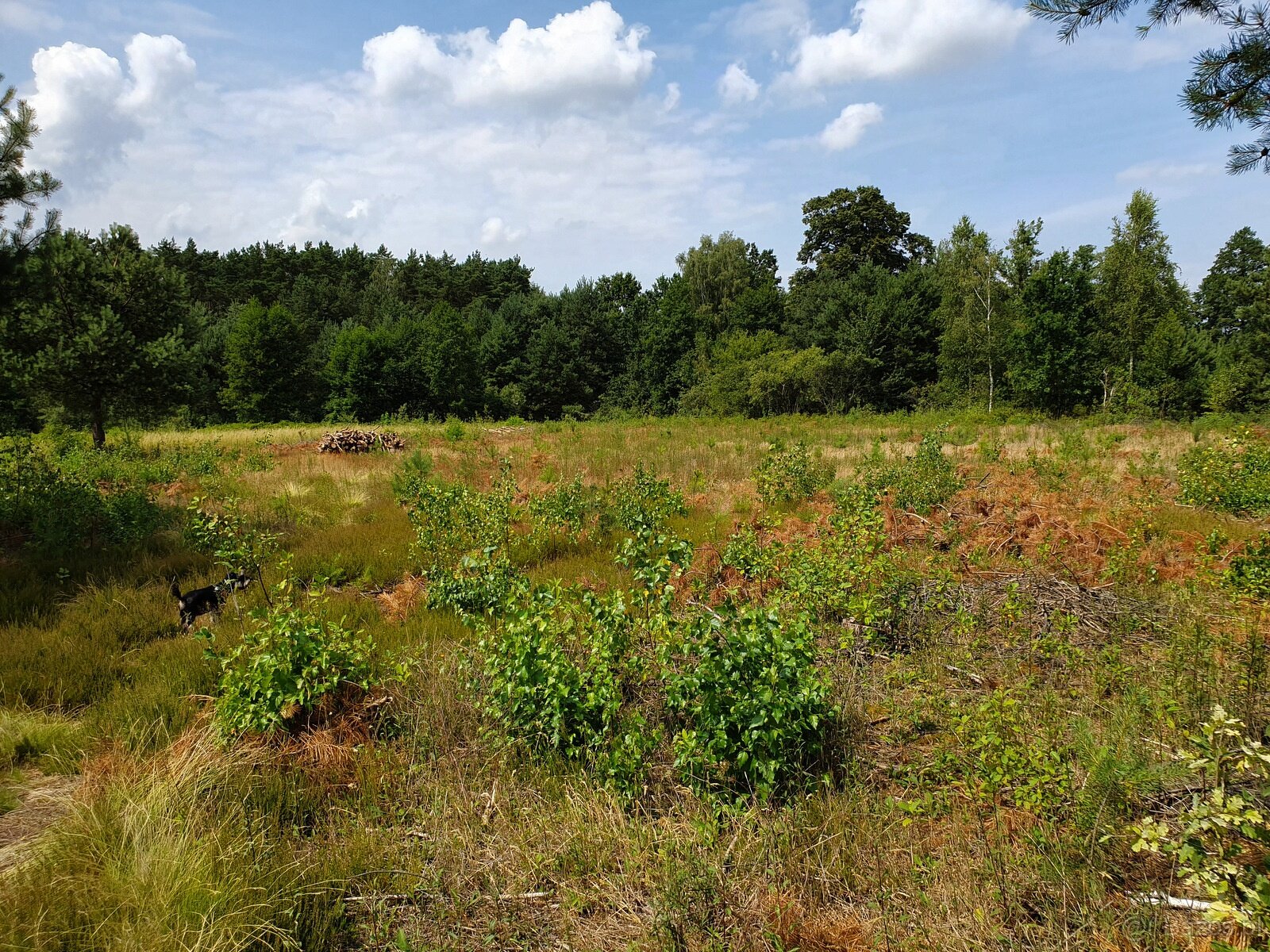 Działka Rolno-Rekreacyjna 3000m2 przy Puszczy Bolimowskiej