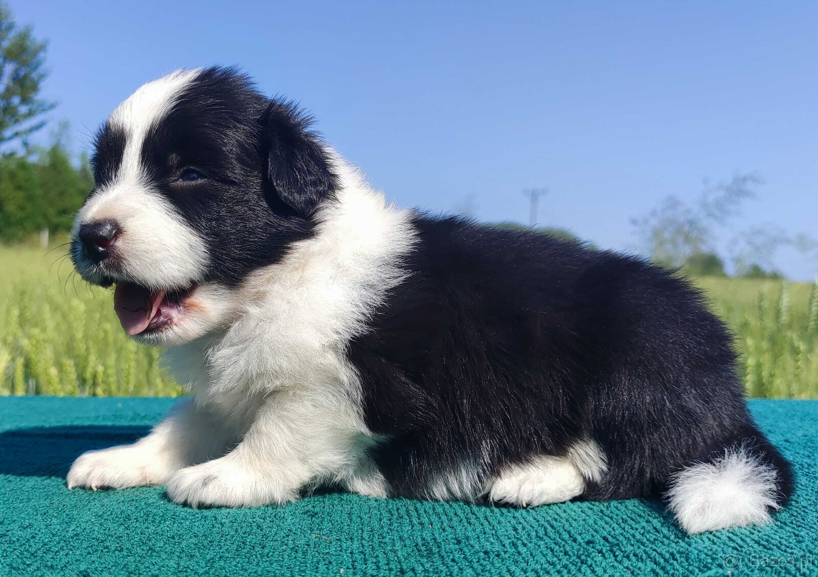 Border Collie - przebadani sprawdzeni rodzice, piękne szczen