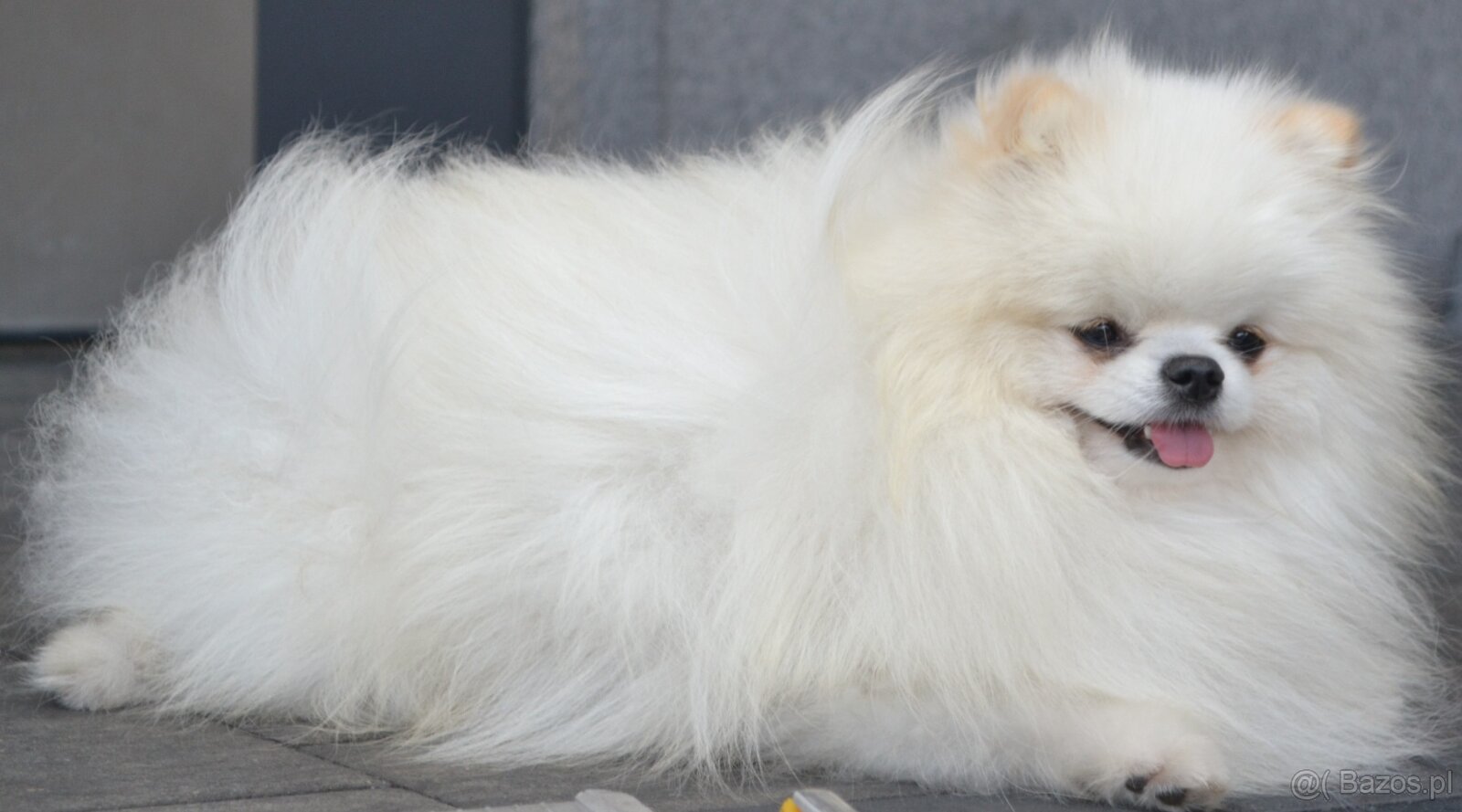 SZPIC MINIATUROWY POMERANIAN PIĘKNY MALUTKI BIAŁY REPRODUKTO