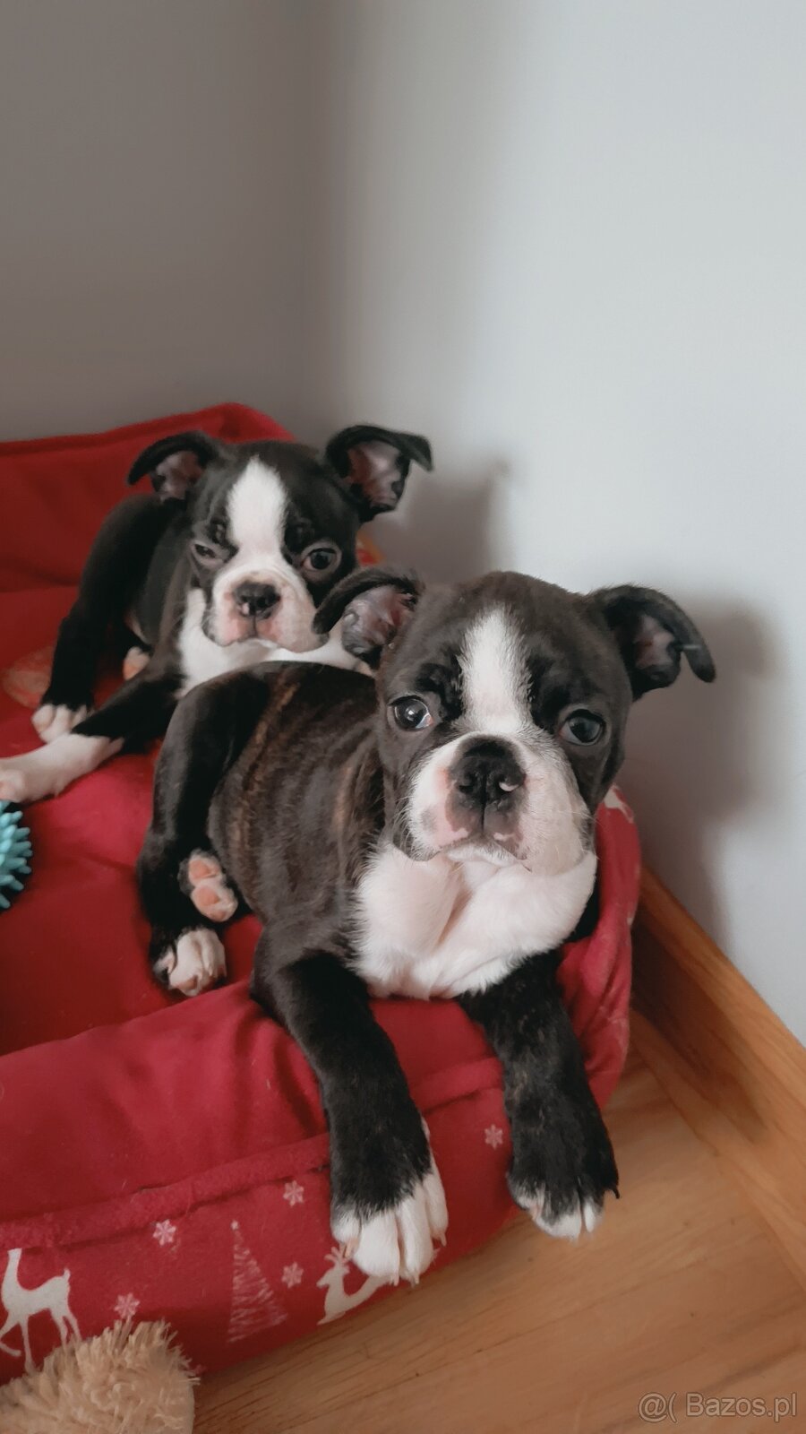 Boston terrier