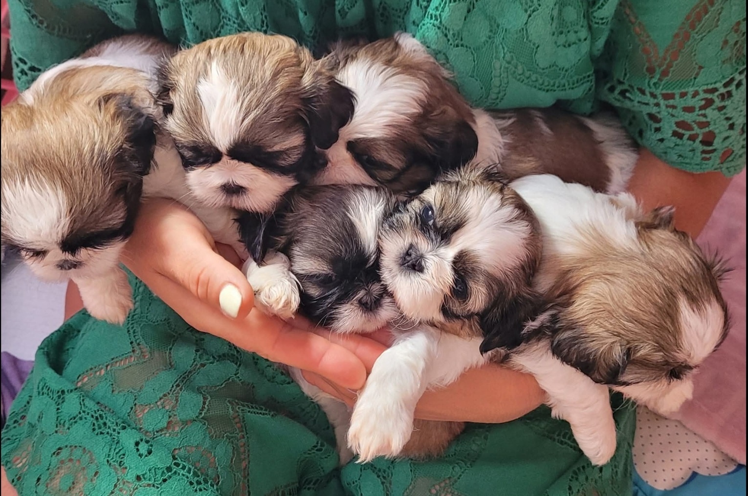 Szczeniaczki Shih Tzu z rodowodem