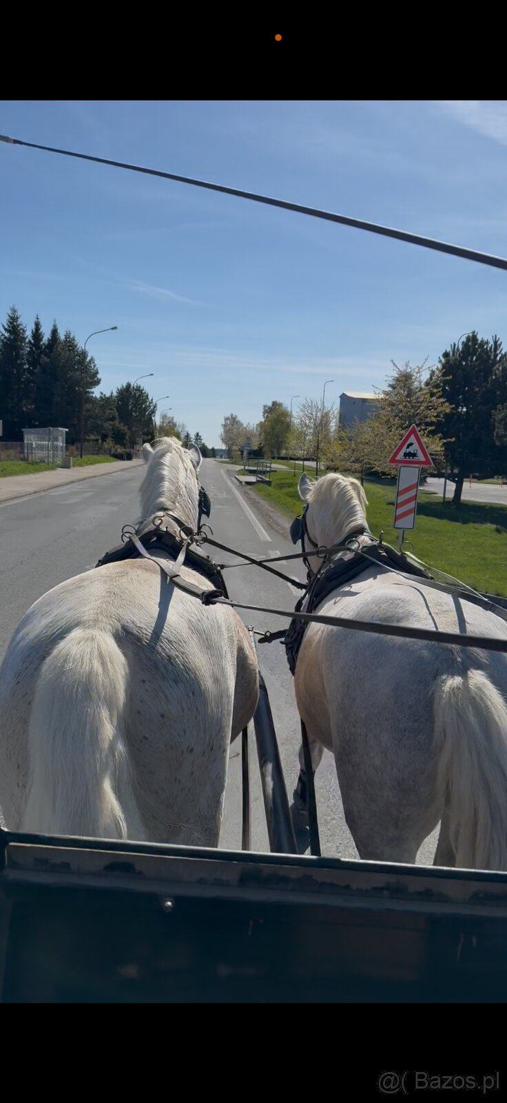 Kladruby Biały