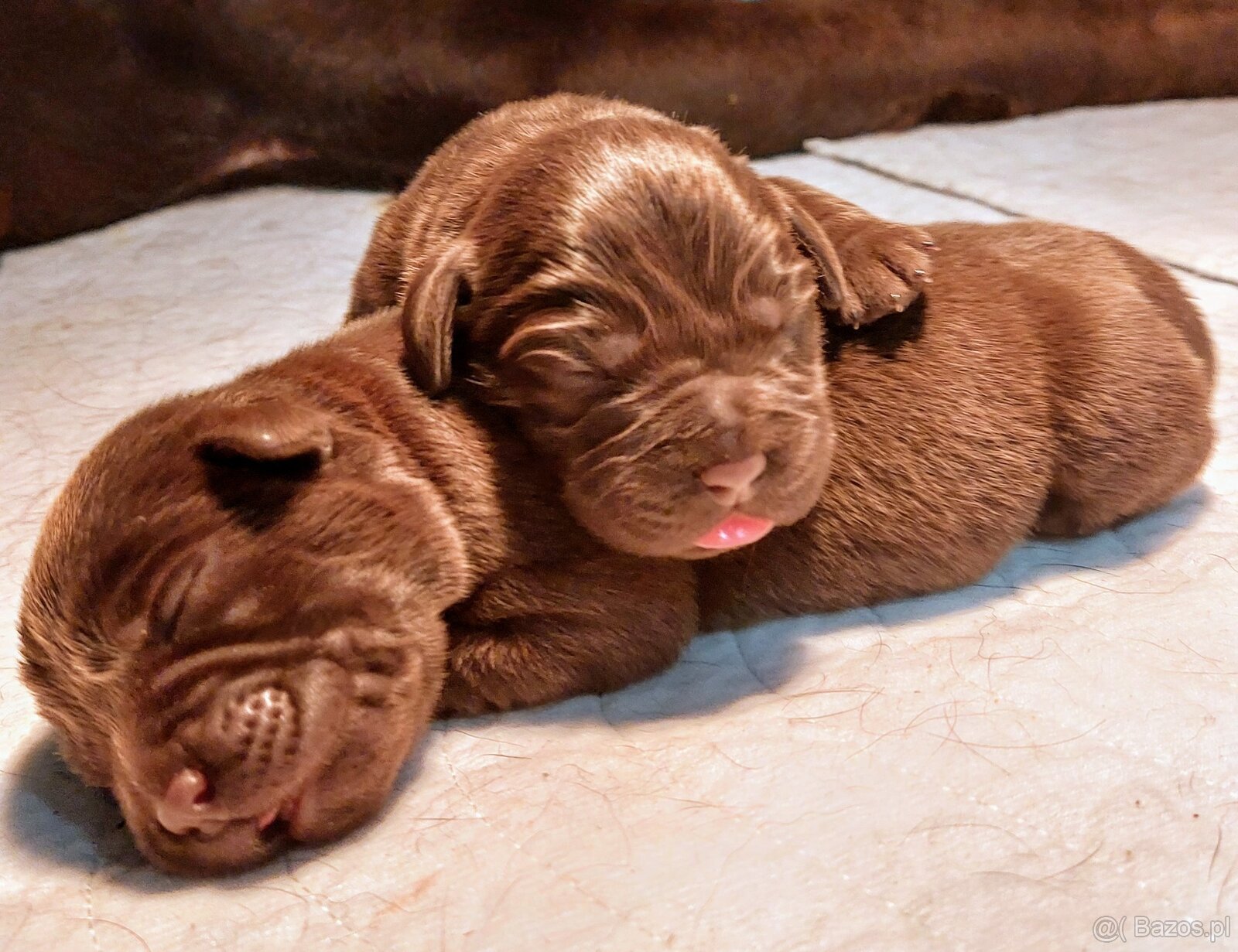 Szczenięta Labrador Retriever - czekolada