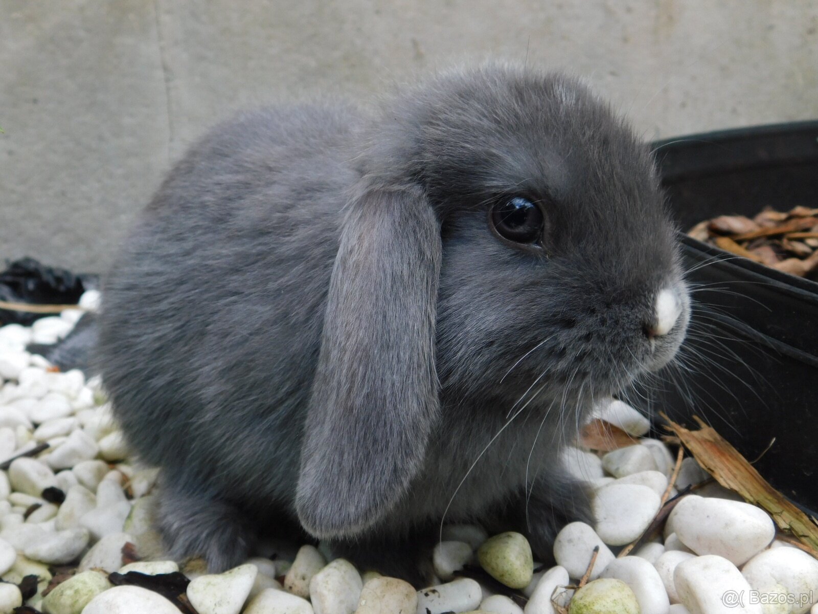 Niebieskie baranki mini lop samiczki