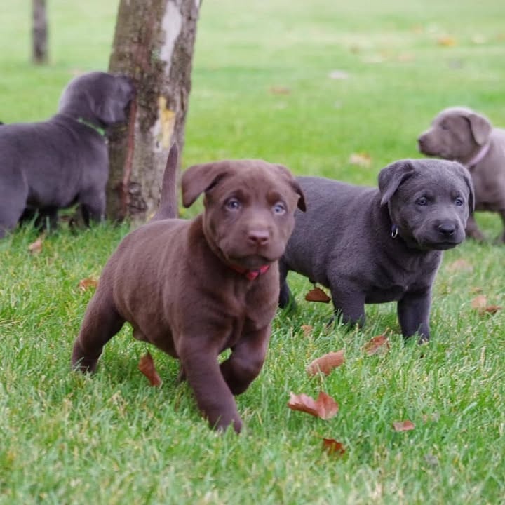 Labrador Retriever Welpen.+43 678 70413678..