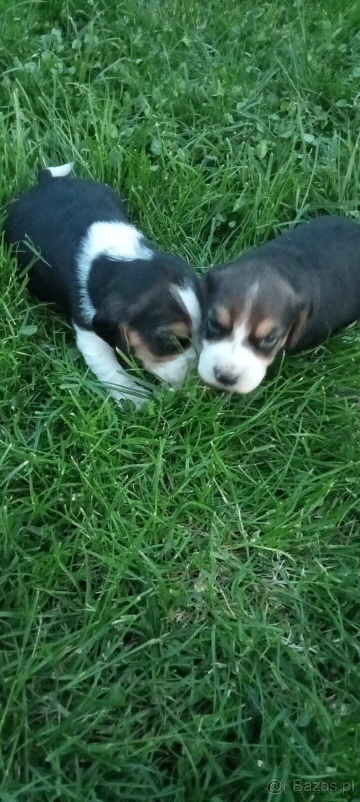 Beagle pieseki i suczka