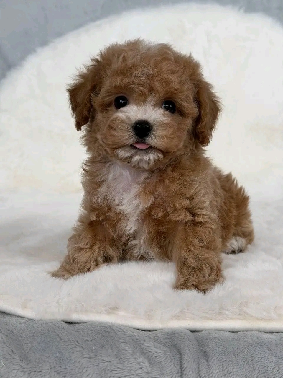 Szczenięta rasy maltipoo na sprzedaż