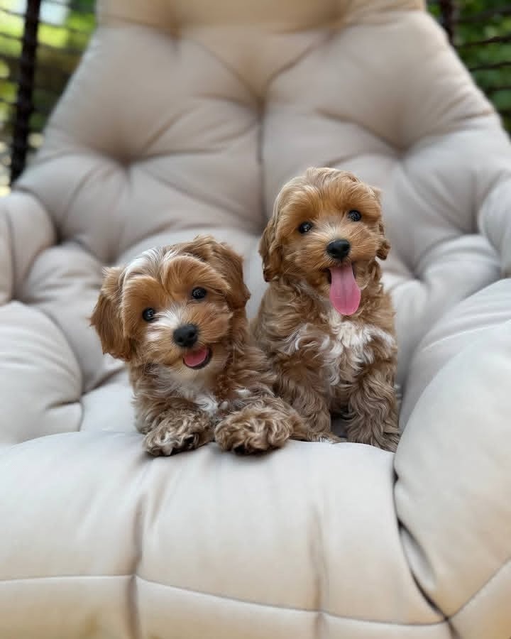 Maltipoo Welpen suchen ein Zuhause..+43 678 70413678