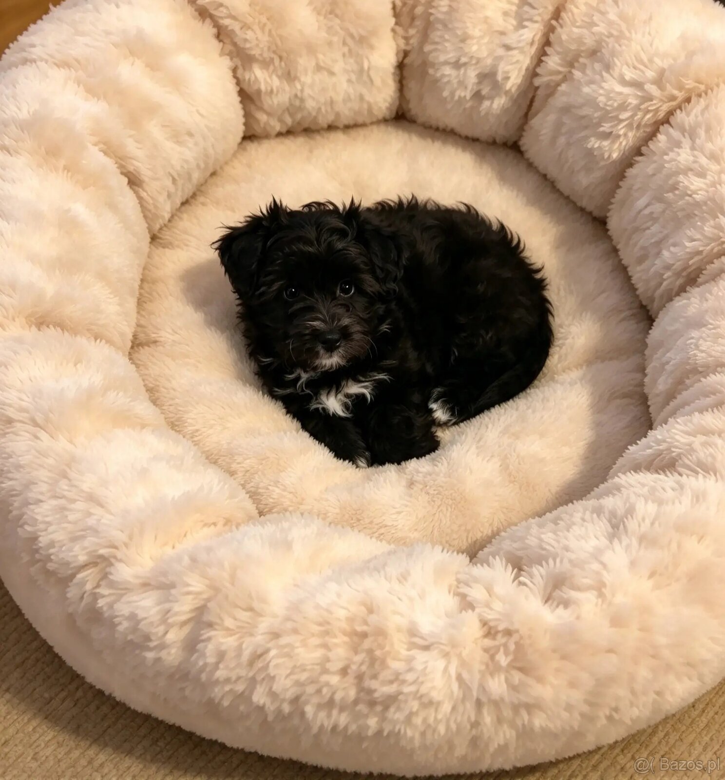 York terrier miniatura