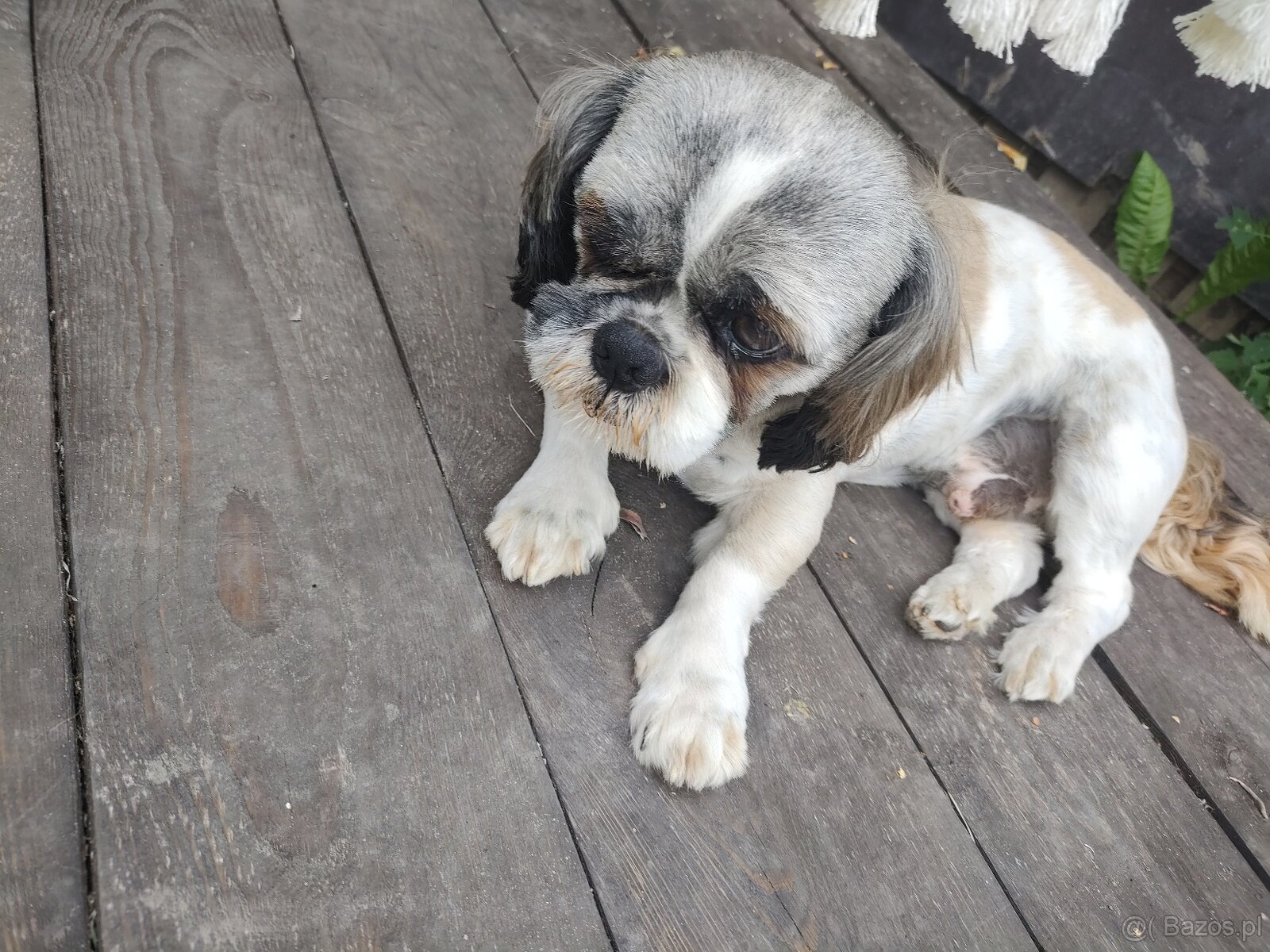 Shih tzu reproduktor