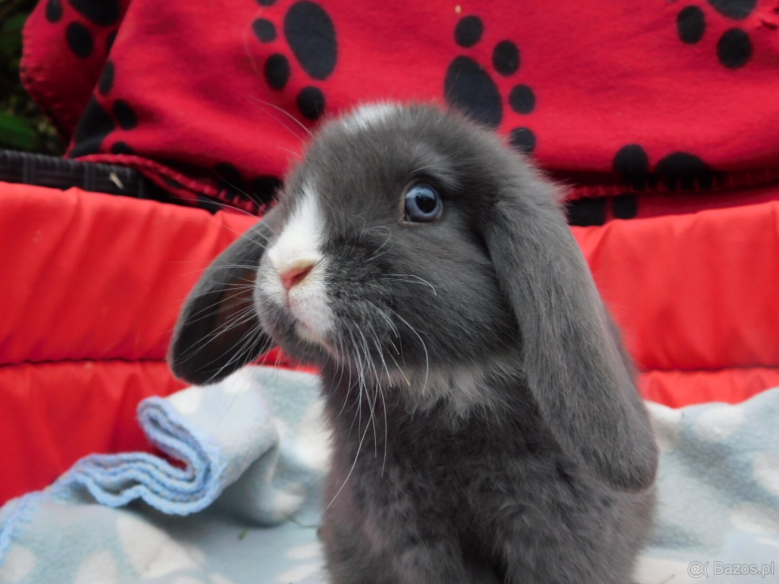Baranki mini lop
