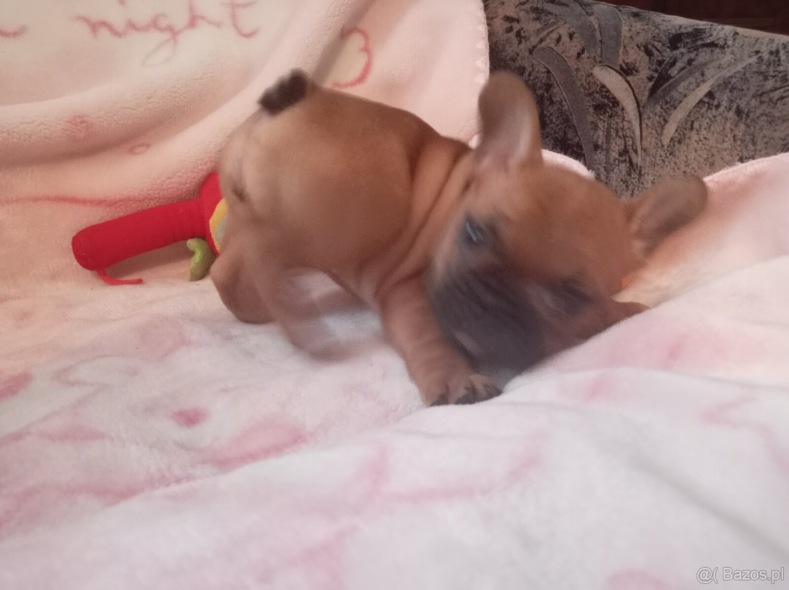 Buldog francuski