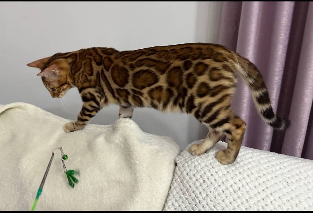Kocięta bengalskie na sprzedaż