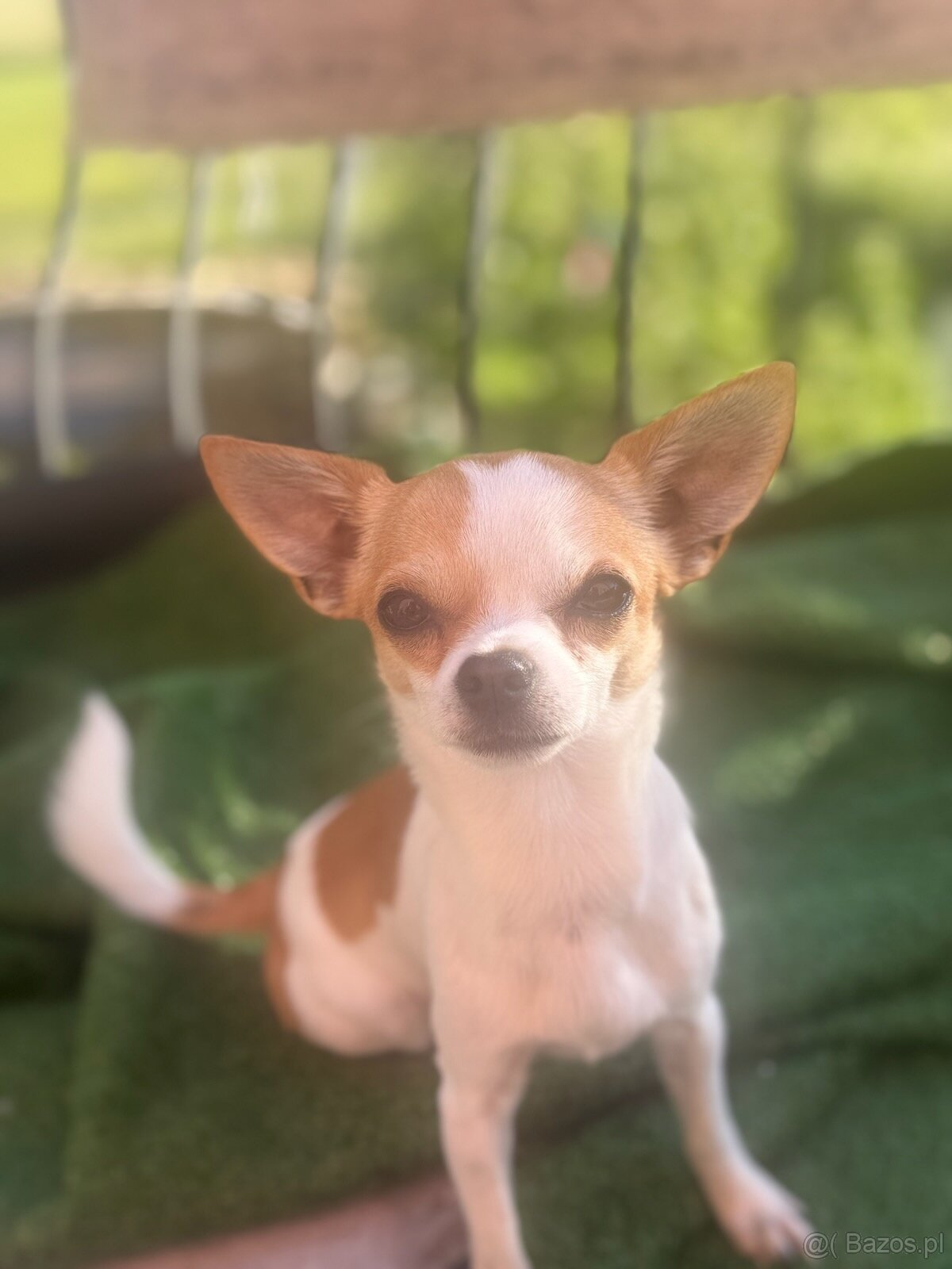 Chihuahua