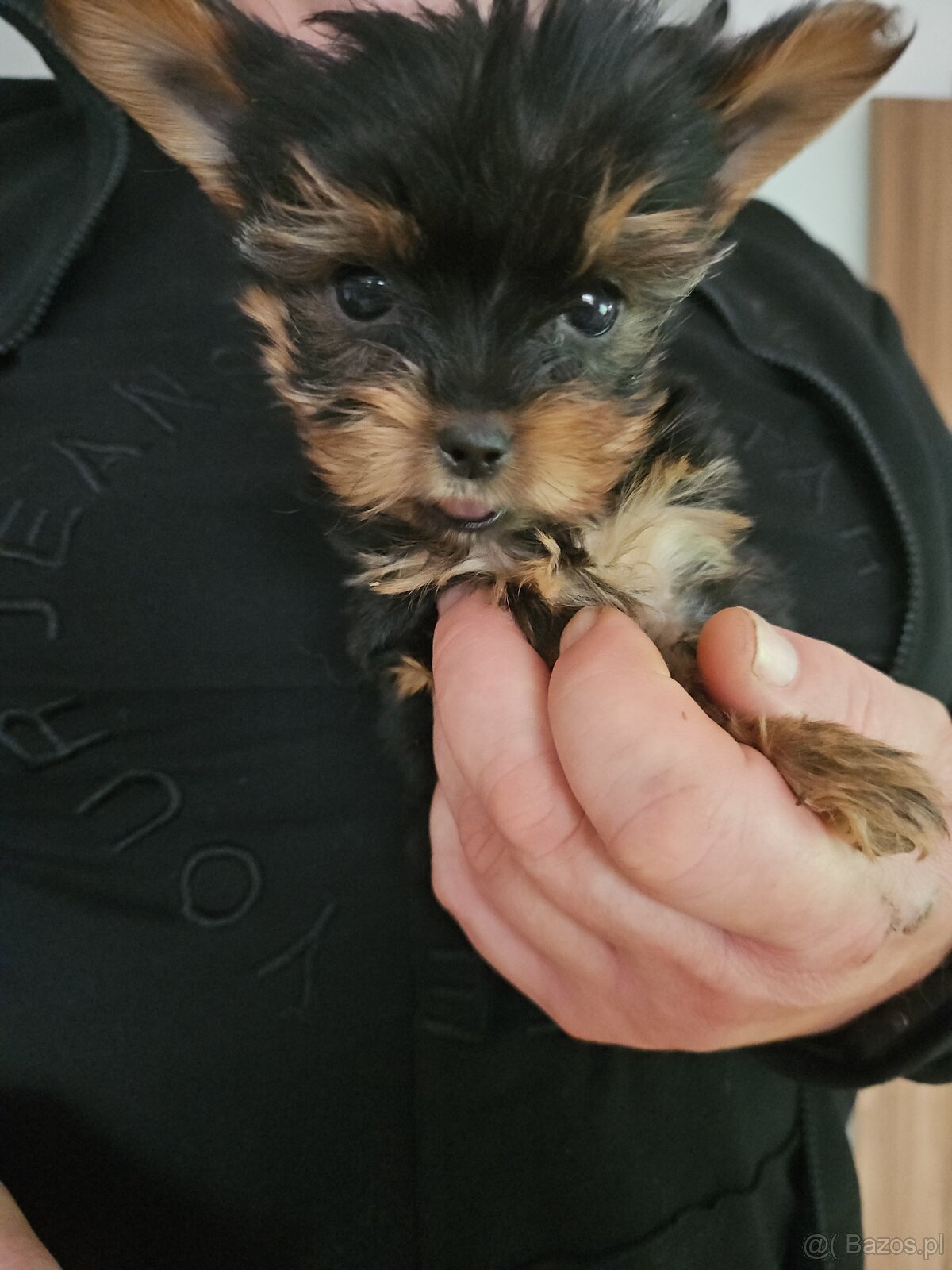 York terrier szczenie