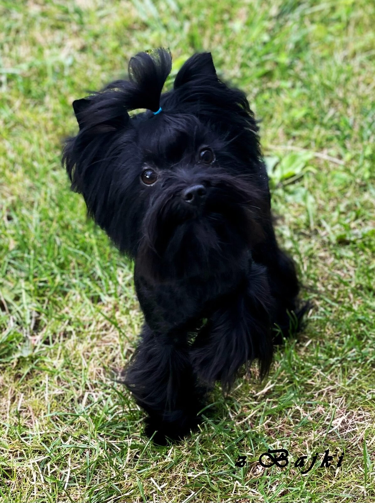 York czarny Zyzio Black Yorkshire Terrier.