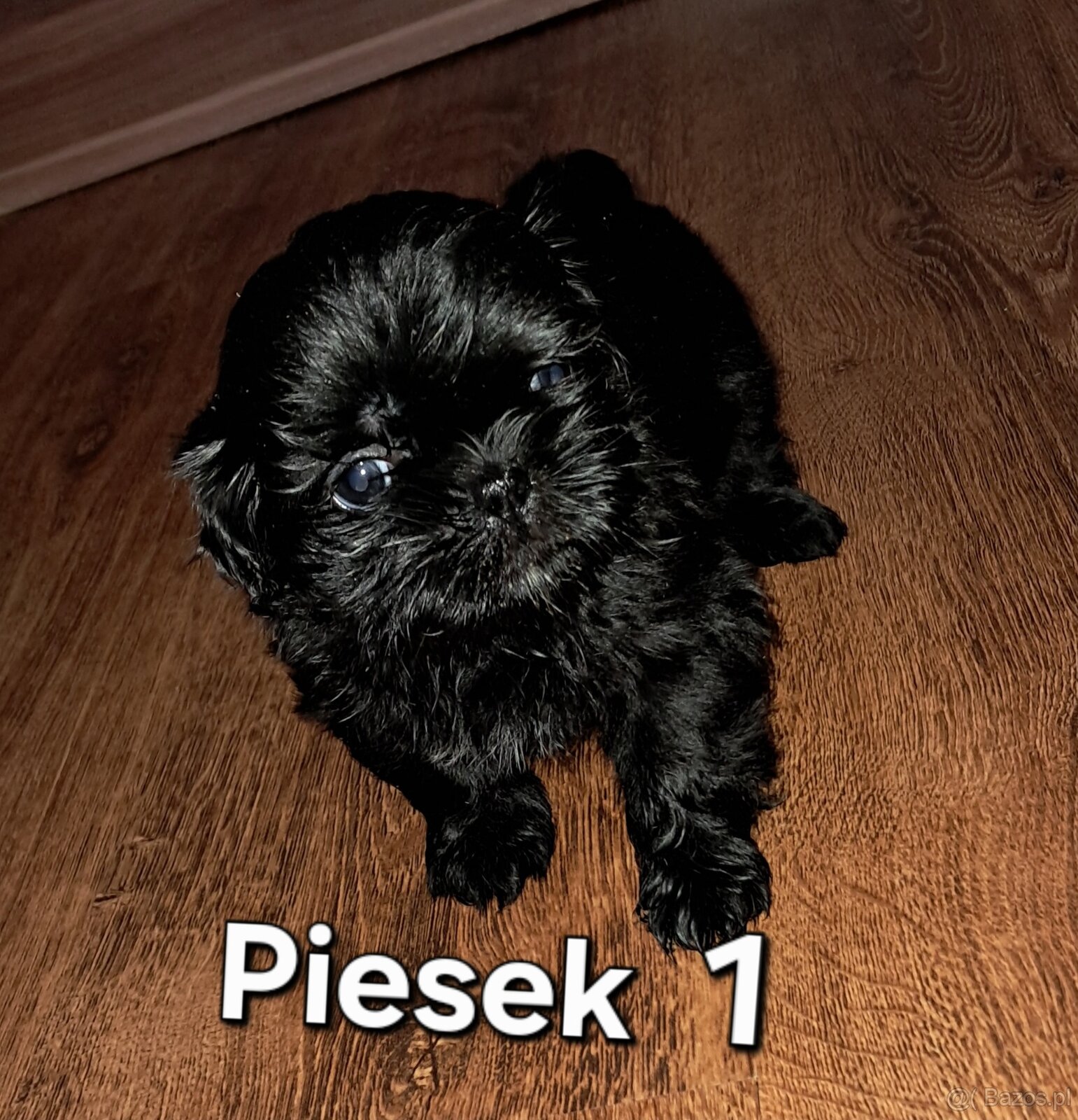 Sprzedam  shih-tzu