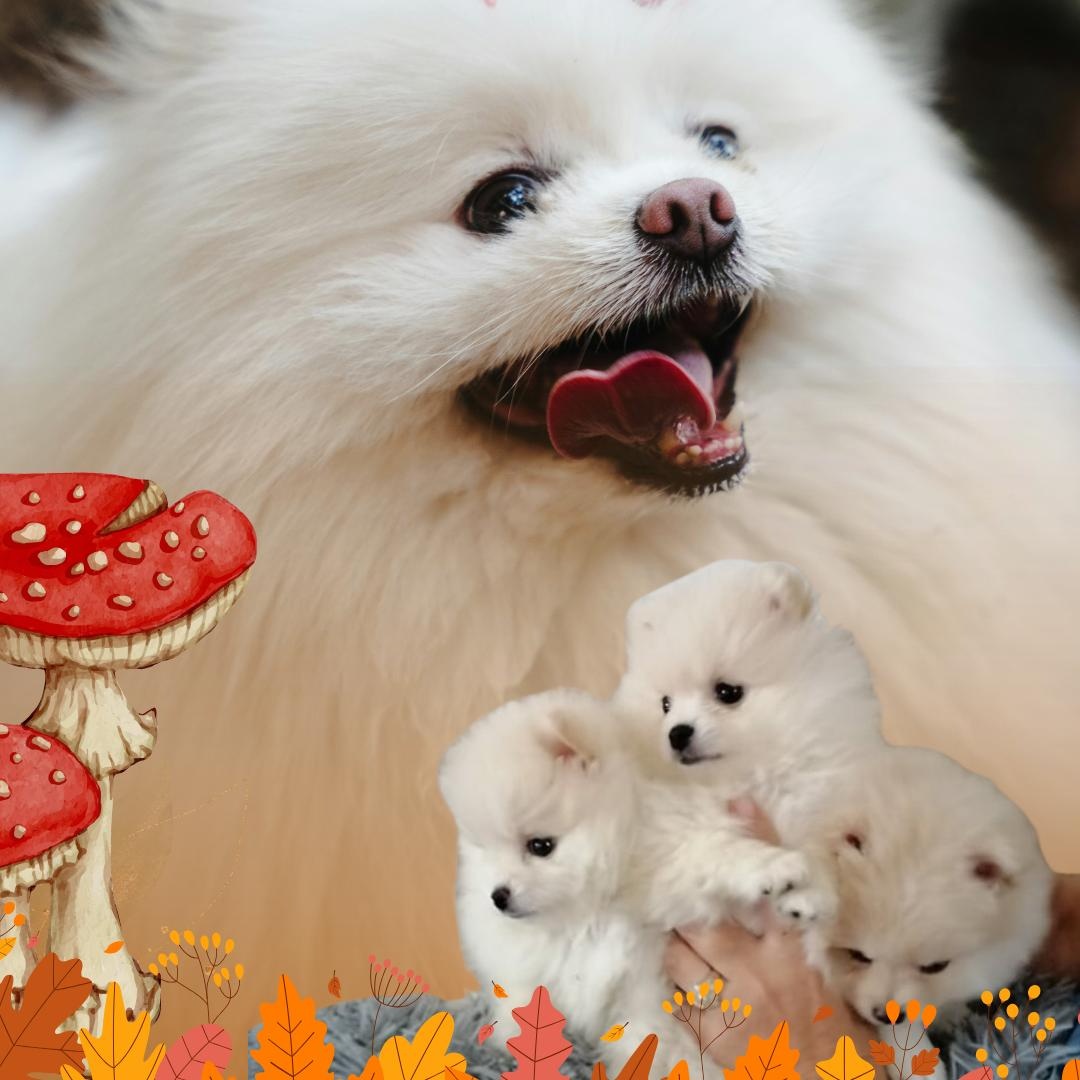 Szpic miniaturowy pomeranian