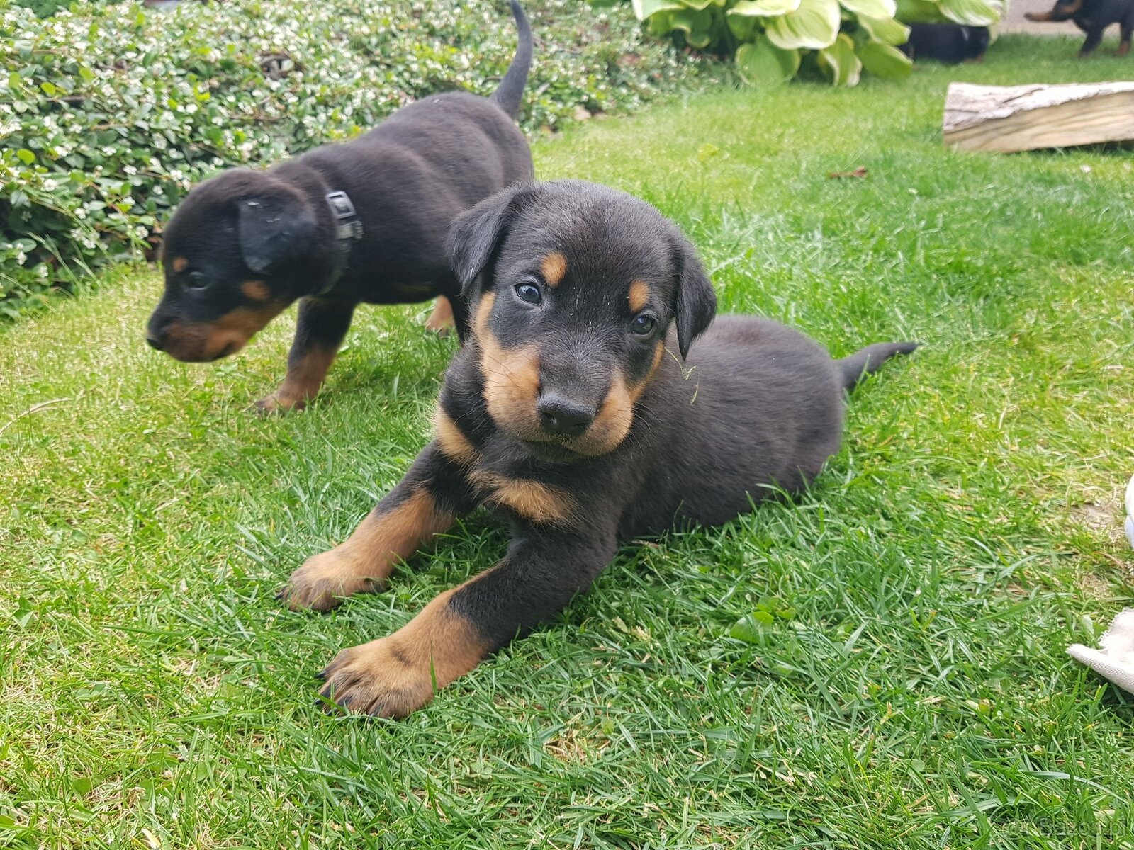Szczenię, szczenięta rasy Beauceron (Berger de Beauce)