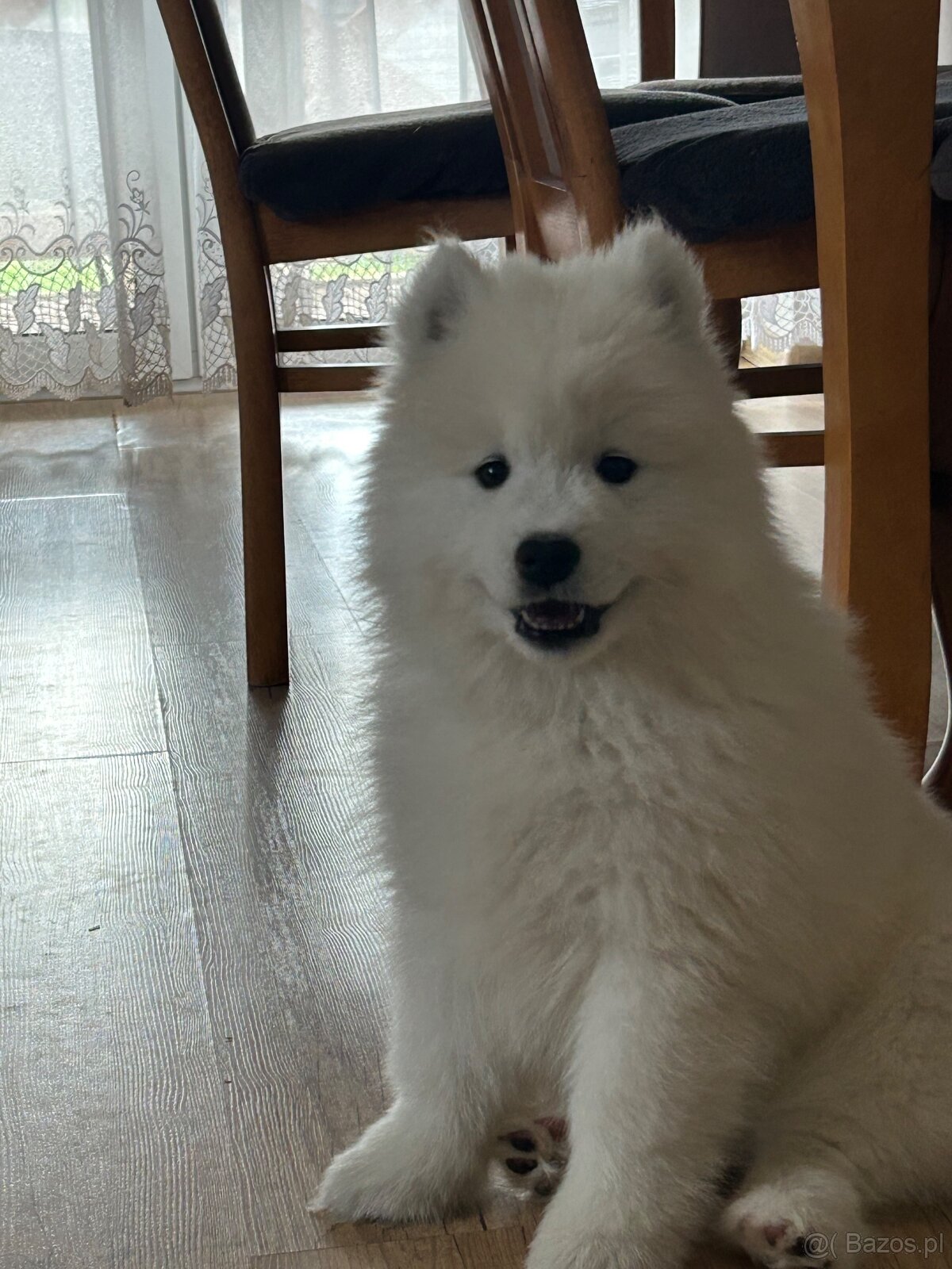 Śliczne pieski Samoyed