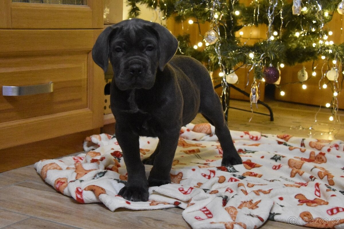 Szczenięta Cane Corso z FCI