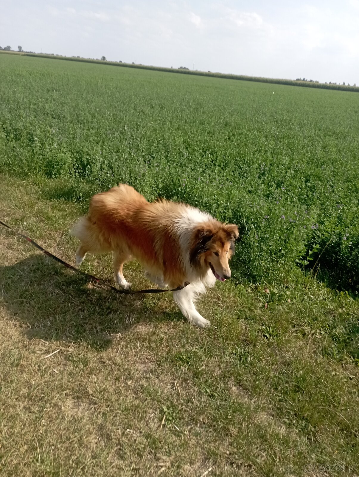 Reproduktor owczarek Szkocki