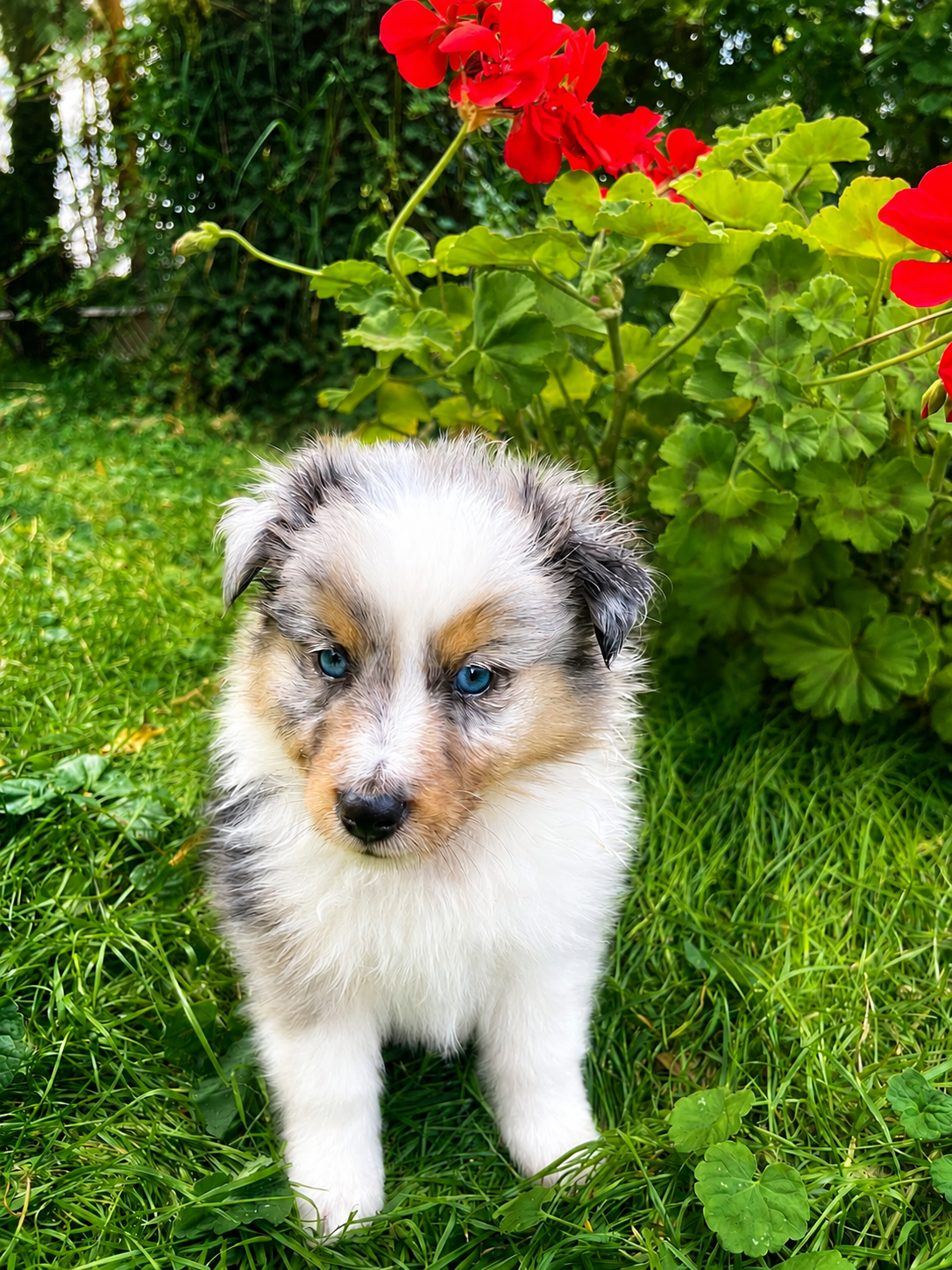 Sheltie, shetland sheepdog, owczarek szetlandzki, piesek