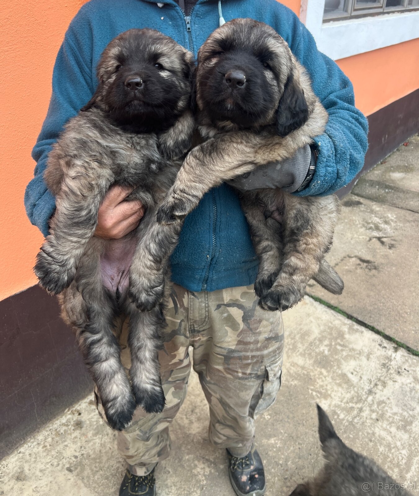 Szczenięta Owczarka Kaukaskiego