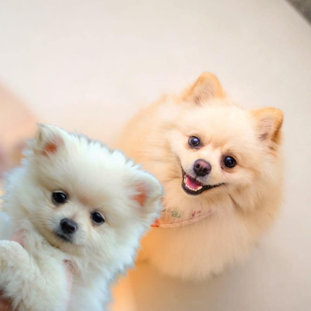 Szpic miniaturowy pomeranian