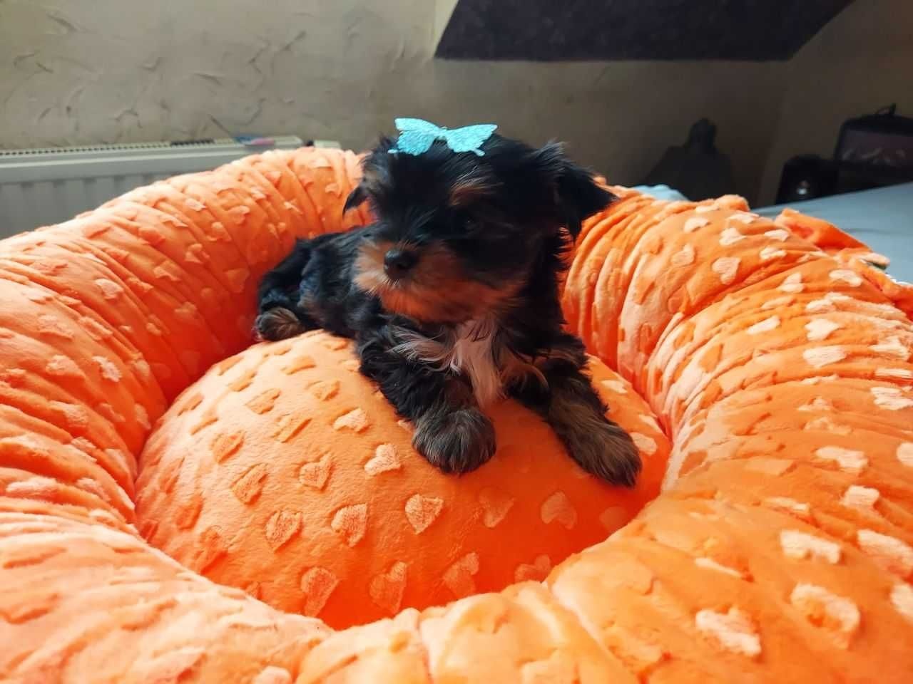 York Yorkshire Terrier Biewer Black Tan
