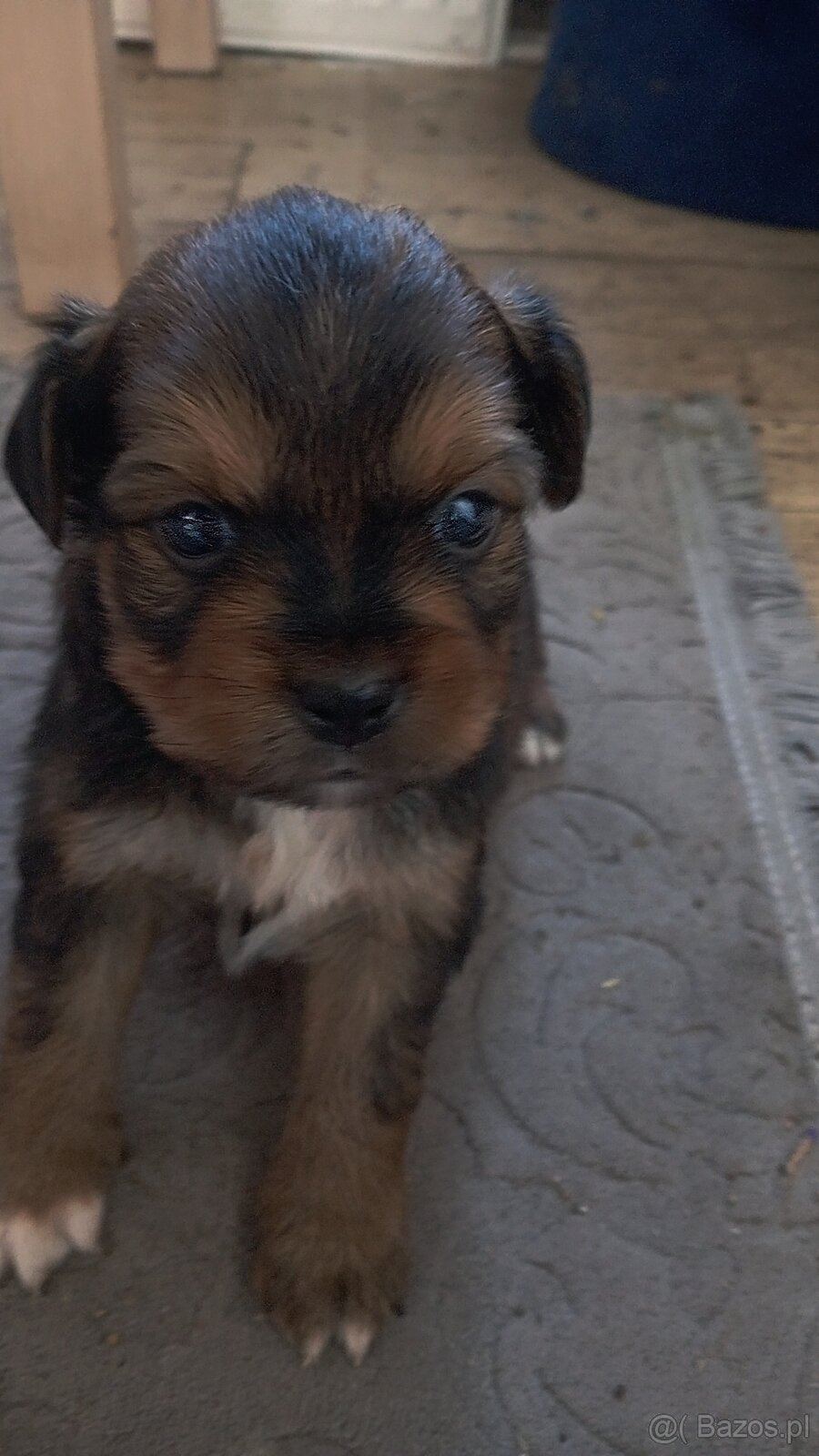 Pieski  szukamy nowego domu ❤️