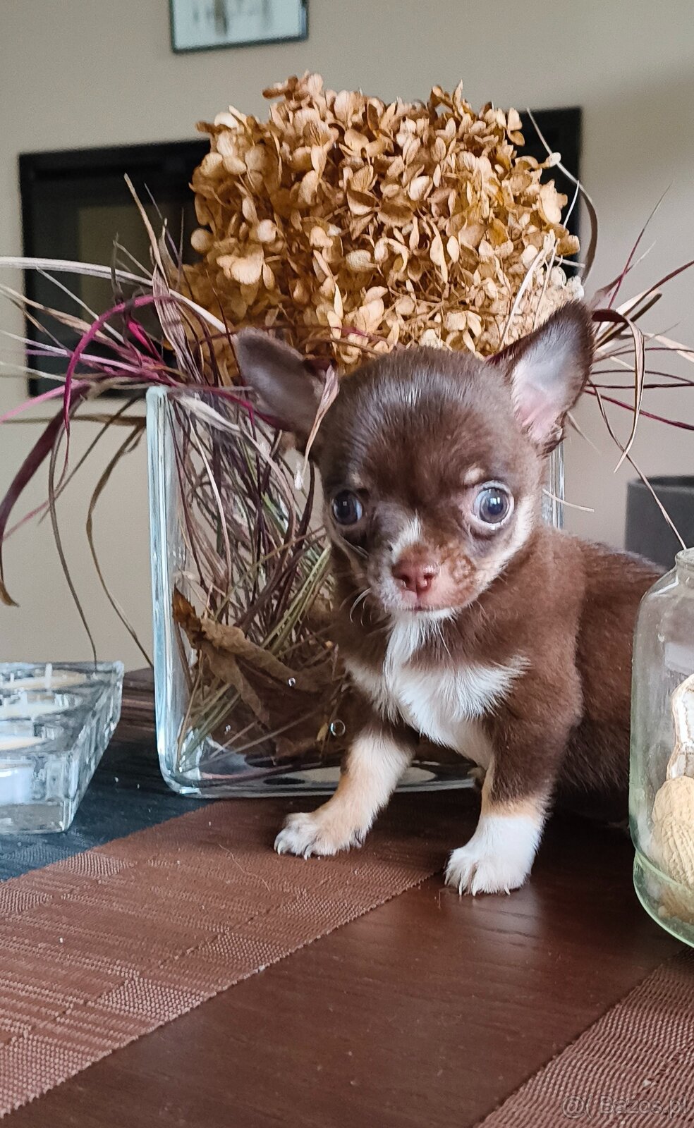 Chihuahua Chihuahułki malutki gang