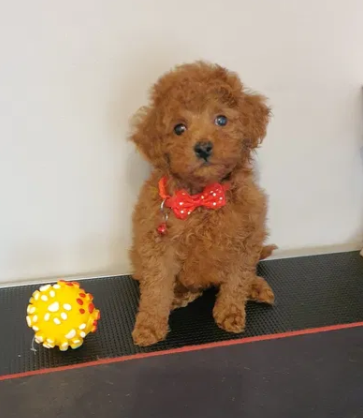 Pudel ,Pudelek Toy piesek red