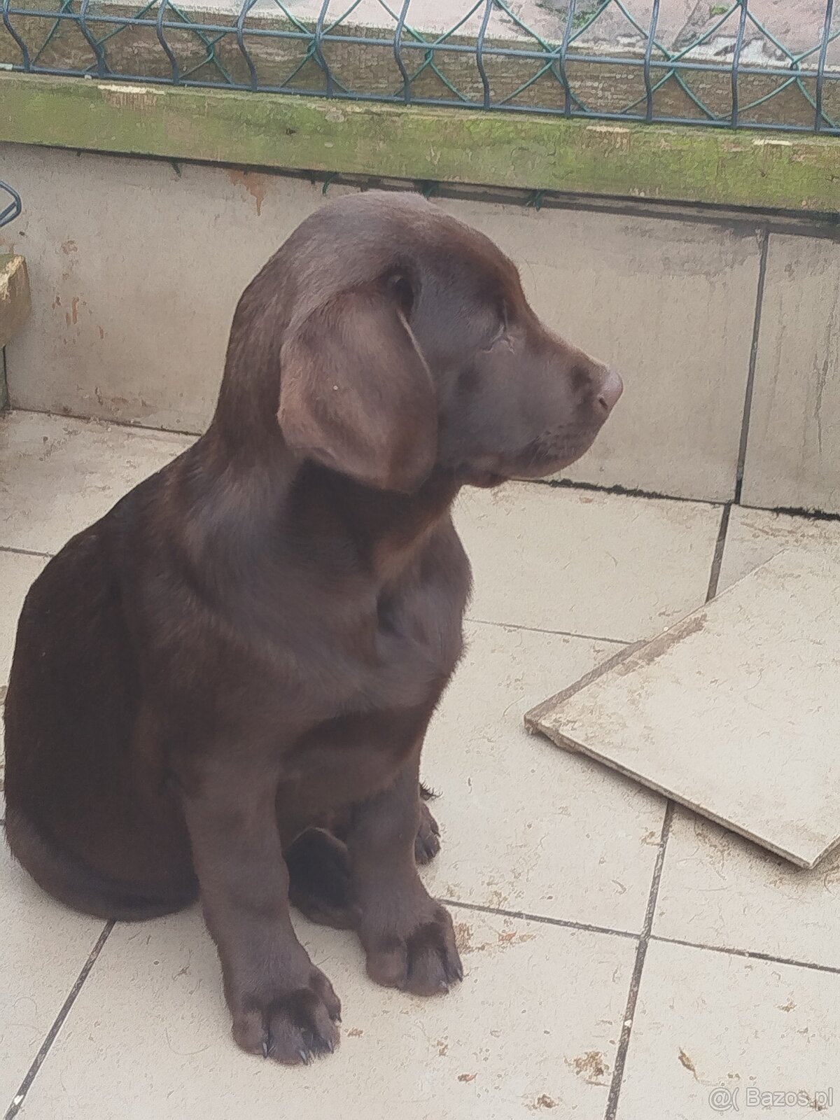 Labrador retriever czekoladowy rodowodowy FCI