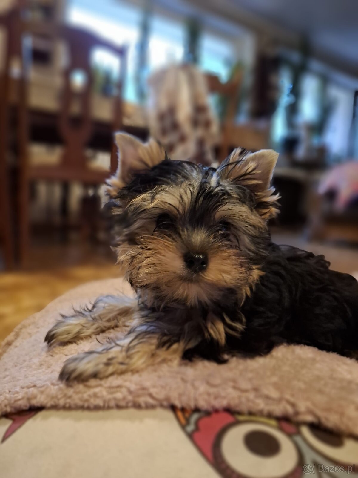 Yorkshire terrier xxs