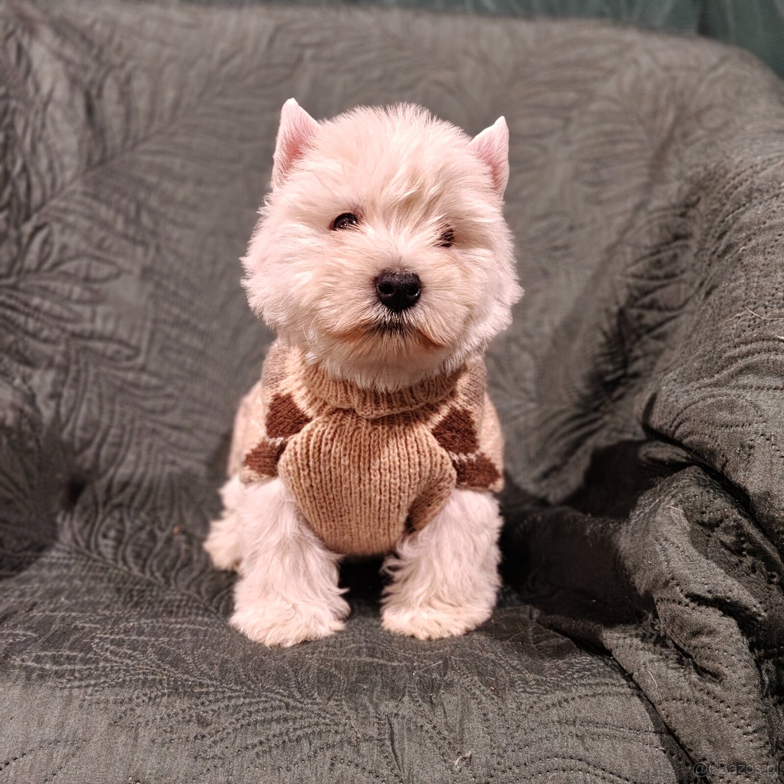 Wzorcowe Westy mega gesty włos white terrier ojciec FCI
