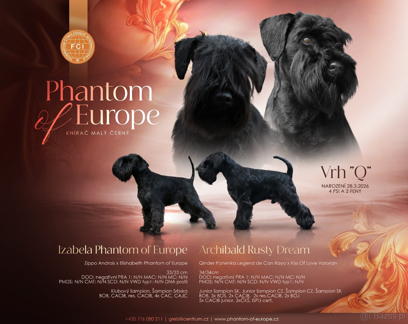 Sznaucer miniaturowy