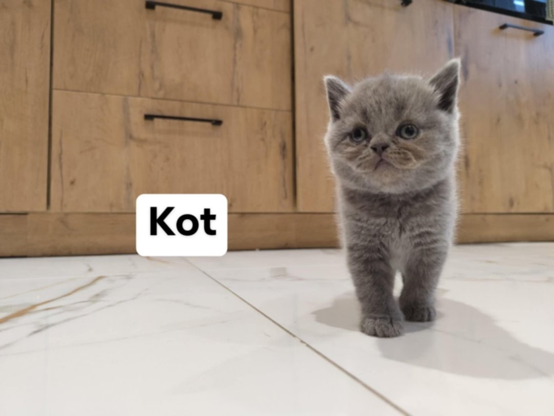 Kotki Brytyjskie