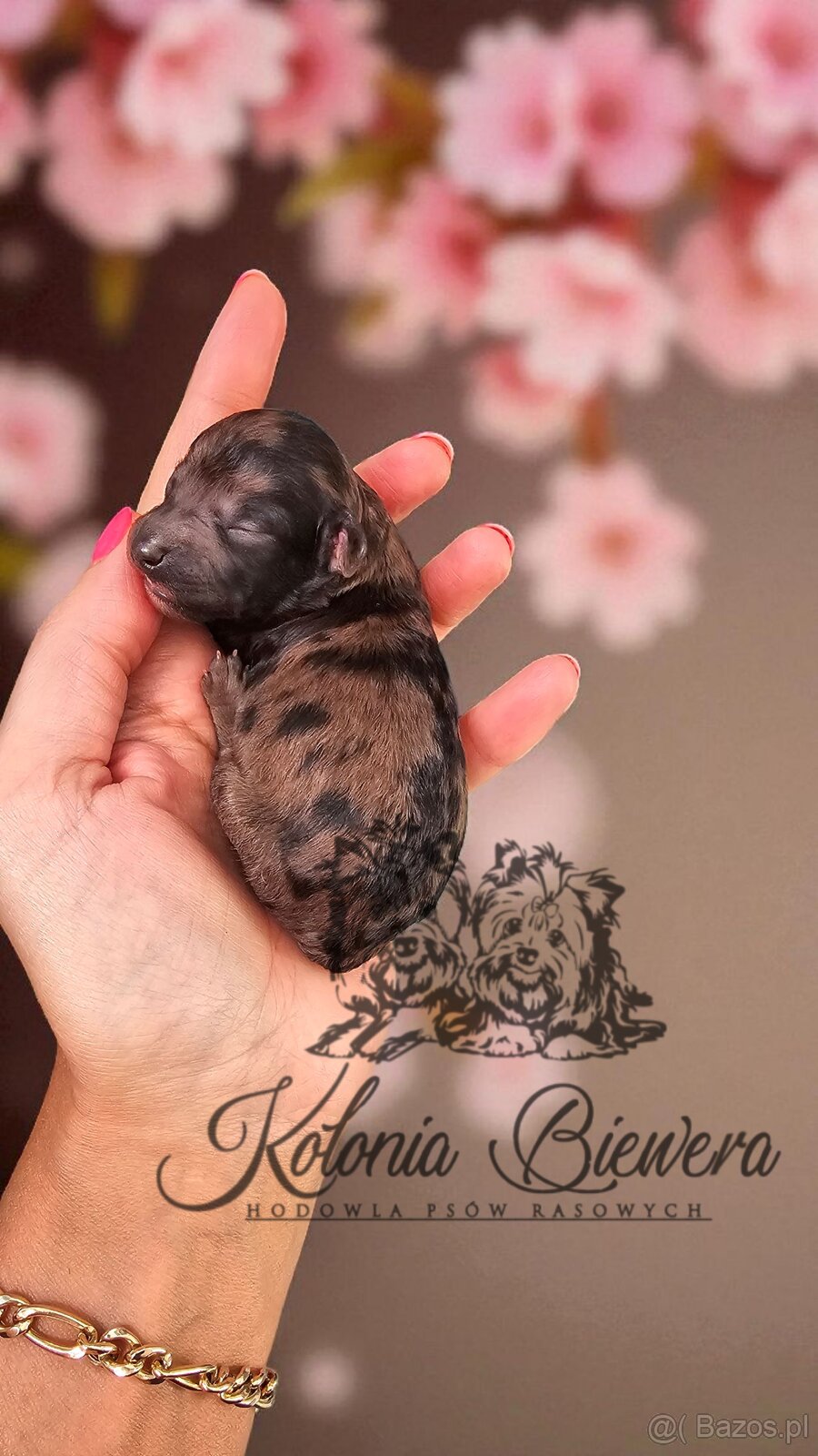 Pudel Miniaturowy piesek Merle Badania genetyczne