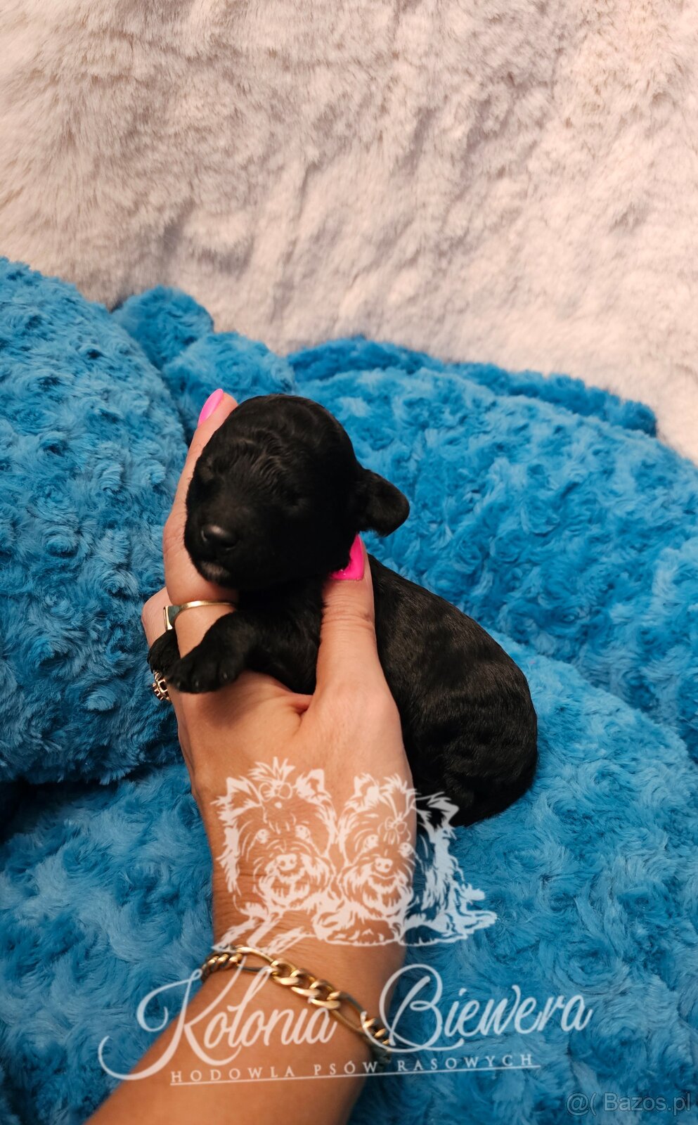 Pudel Miniaturowy sunia i piesek czarny adania genetyczne